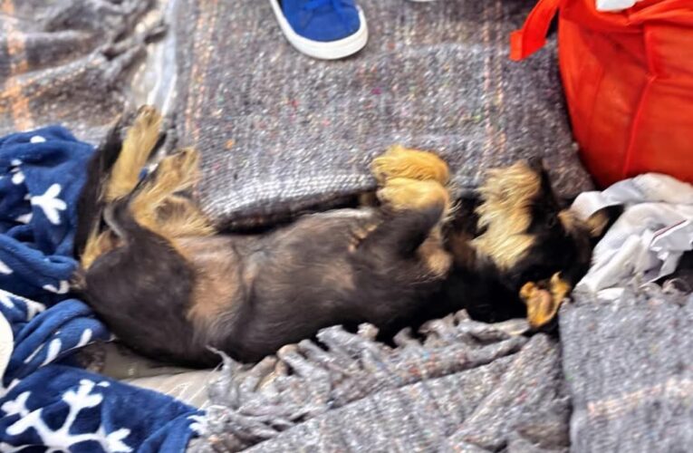 Llama Carlos Peña Ortz a proteger la integridad de las mascotas